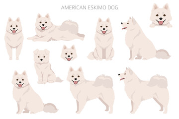 American eskimo dog all colours clipart. Different coat colors set - obrazy, fototapety, plakaty