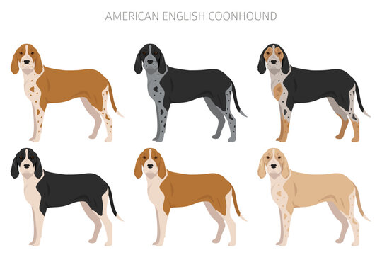 American englisn coonhound all colours clipart. Different coat colors set