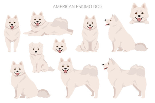 American eskimo dog all colours clipart. Different coat colors set