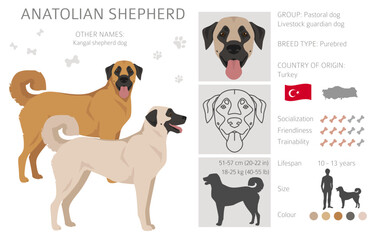 Anatolian shepherd all colours clipart. Different coat colors and poses set