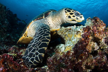 Naklejka na ściany i meble Hawksbill Turtle Nusa Penida Indonesia