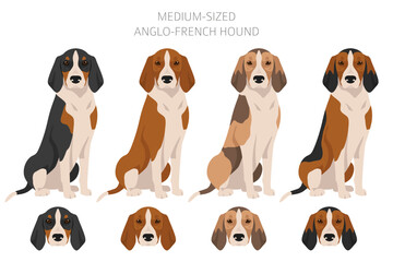 Medium sized Anglo-French hound clipart. Different poses, coat colors set