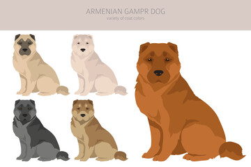 Armenian Gampe dog clipart. Different poses, coat colors set