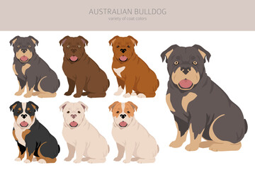 Australian bulldog clipart. All coat colors set.  All dog breeds characteristics infographic