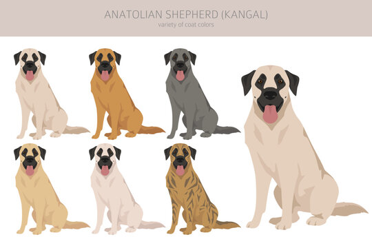 Anatolian shepherd all colours clipart. Different coat colors and poses set