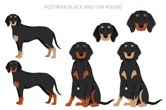 Austrian black and tan hound clipart. Different poses, coat colors set