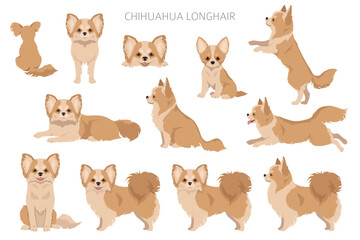 Fototapeta premium Chihuahua long haired clipart. All coat colors set. Different position. All dog breeds characteristics infographic