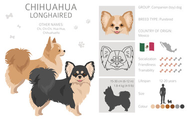 Chihuahua long haired clipart. All coat colors set.  Different position. All dog breeds characteristics infographic - obrazy, fototapety, plakaty