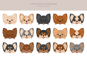 Chihuahua long haired clipart. All coat colors set.  Different position. All dog breeds characteristics infographic