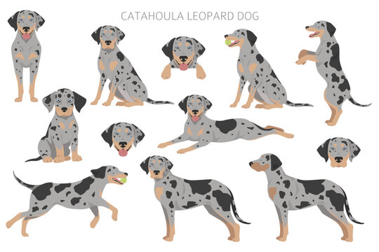 Catahoula Leopard dog clipart. All coat colors set.  Different position. All dog breeds characteristics infographic
