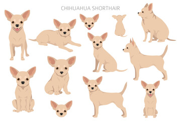 Obraz na płótnie Canvas Chihuahua short haired clipart. All coat colors set. Different position. All dog breeds characteristics infographic