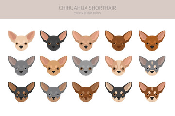 Fototapeta premium Chihuahua short haired clipart. All coat colors set. Different position. All dog breeds characteristics infographic