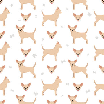 Chihuahua short haired seamless pattern © a7880ss