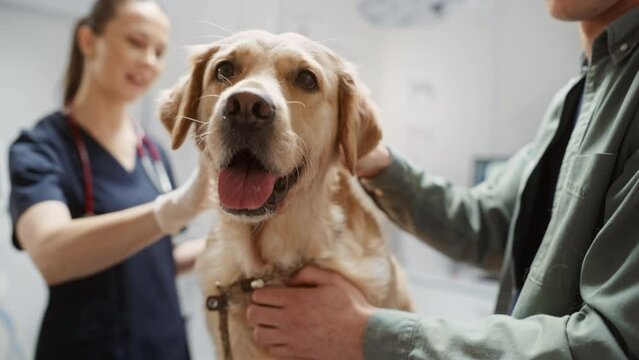Portrait of a Faithful Well-Bred Golden Retriever During a Check Up Visit to a Veterinary Clinic. Pet Owner and Female Veterinarian Having a Conversation During the Appointment