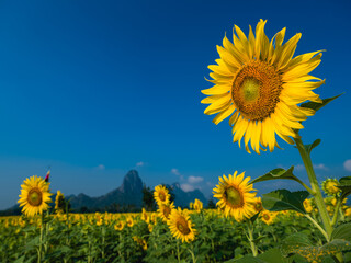 sunflowers in the field