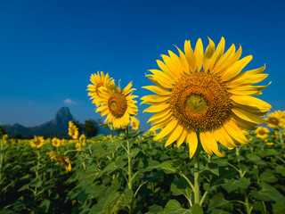 Obraz premium field of sunflowers