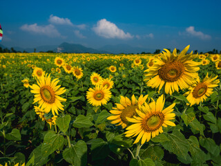 field of sunflowers