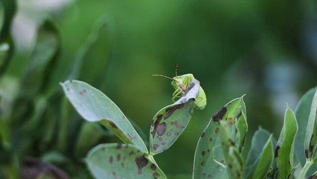Great green bush-cricket (Tettigonia viridissima), Grasshopper on leaf of zinnia plant, stock video