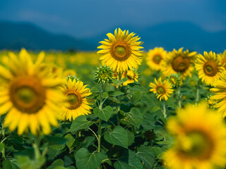 Obraz premium sunflower field in the summer
