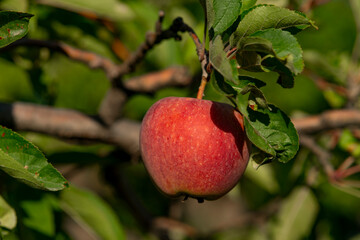 Ripe red apples on green tree .