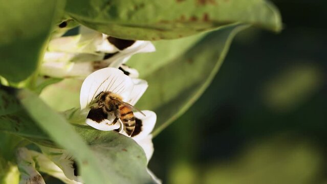 honey bee on a soybean plant collects pollen in a sunny day. bee on a flower in spring time