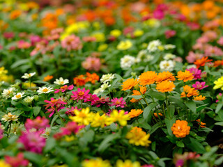 flowers in the garden