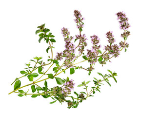 Salvia sclarea, clary, or clary sage