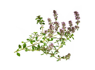 Salvia sclarea, clary, or clary sage.