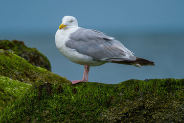 Meeuw || Seagull