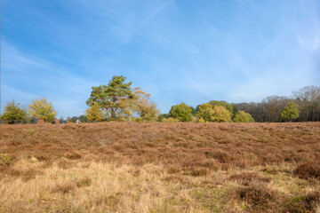 Obraz premium Nature reserve Sallandse Heuvelrug