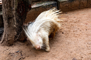 close up of a porcupine