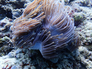 Fototapeta na wymiar Underwater shot of coral moving in the wind