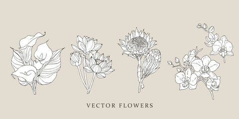 Kalla, lotus, protea, orchid flowers.