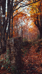 Fototapeta premium Forest trail covered by brown leaves