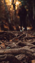 Tree roots in a forest of autumn colors
