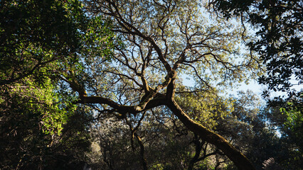 Obraz premium Tree with twisted branches in the forest