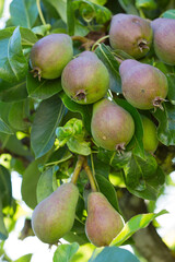 Ripe organic cultivar pears in the summer garden.