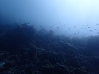 underwater scene with rays of light and bubbels