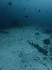 White tip reef shark sleeping on the bottom of the reef