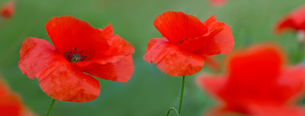 Naklejka premium Red poppy flowers in a wild meadow.