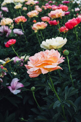Beautiful fresh colorful peony flowers in full bloom in the garden on flowerbed with dark green leaves, close up. Summer natural floral background.