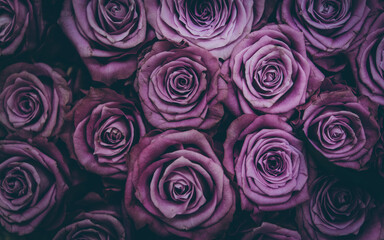 Bunch of purple roses, close up of a boquet
