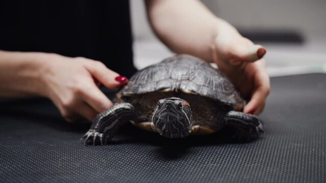 Close Up of a Veterinarian Carefully Releasing a Pet Tortoise on an Examination Table at a Veterinary Clinic. Turtle is Carefully Examined During a Routine Health Check Procedure