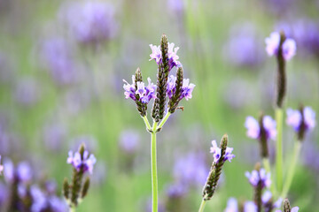 Fernleaf Lavender,beautiful purple with blue Lavender flowers blooming in the garden,Jagged Lavender,Pinnata Lavender  
