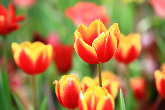 amazing view of blooming colorful Tulip flowers,close-up of beautiful yellow with orange Tulip flowers blooming in the garden
