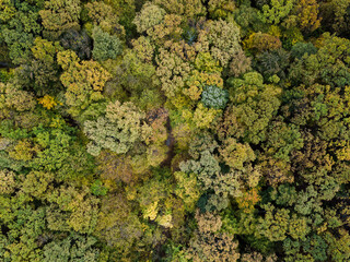 Amazing drone shots of the forest during autumn in Romania