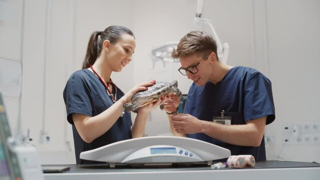 Female and Male Veterinarians Examining a Healed Tortoise Head and Paws. Professional Vet in a Modern Veterinary Clinic Checking Up on a Big Pet Turtle with Beautiful Abstract Patterns on the Skin