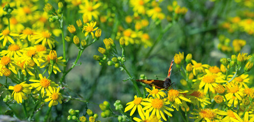 Orange butterfly in a summer meadow.Nature background.