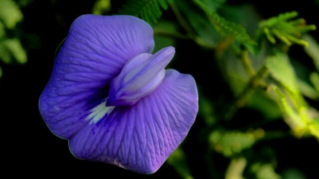 Telang ternate is a plant species endemic and native to the island of Ternate which belongs to the Fabaceae family. Ternate eggplant is the most popular species of all species in the genus Clitoria