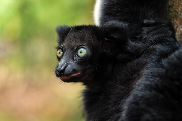 Indri - Indri indri, rain forest Madagascar east coast, Cute primate, Madagascar endemite. The largest lemur.